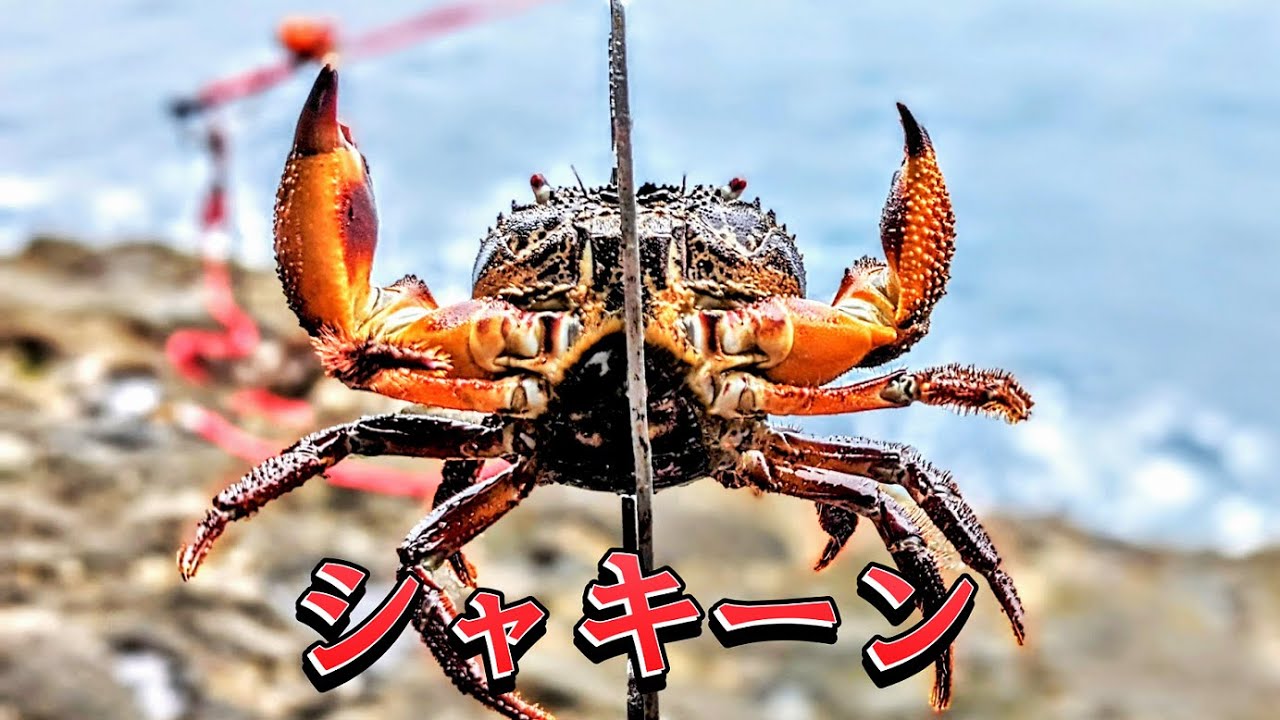 【石鯛釣り】磯で拾ってきたムキムキのカニが起こした奇跡...（108）