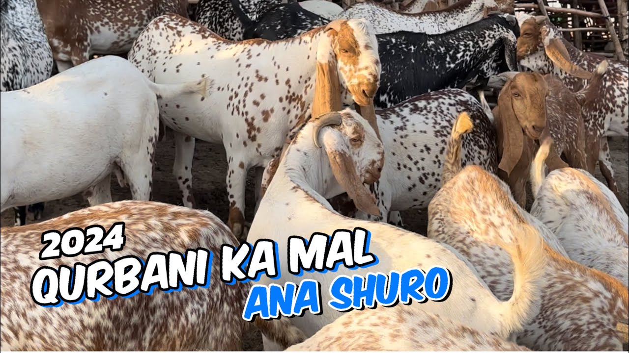 Makhi china Bakre | Saturday update | rajanpuri Bakre| desi Bakre| desi Chatre | Lahore Mandi