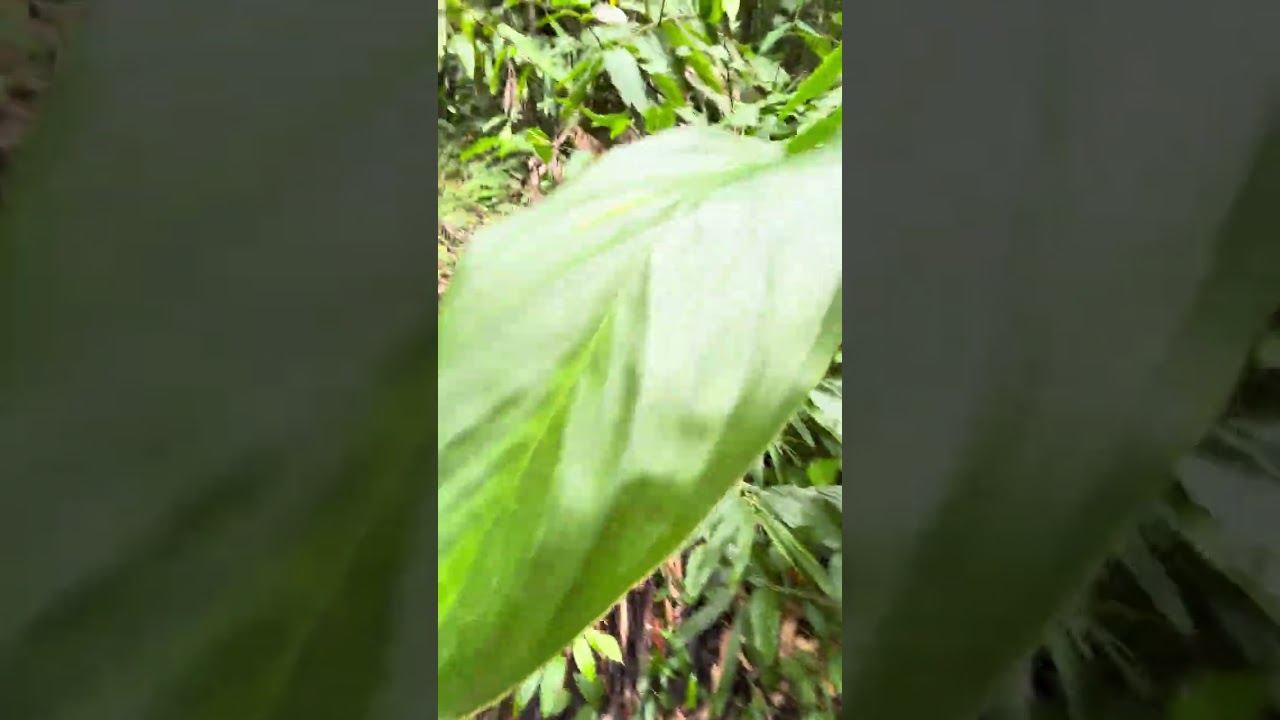 Otw to our source of water (kadente)