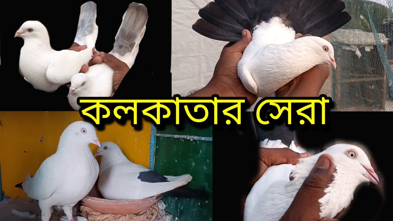 KOLKATA BEST KALDOM NAZRADOM KASMADOM LALDOM CHOCOLATEDOM PIGEON LOFT OF MR SAMRAT BHAI SONARPUR
