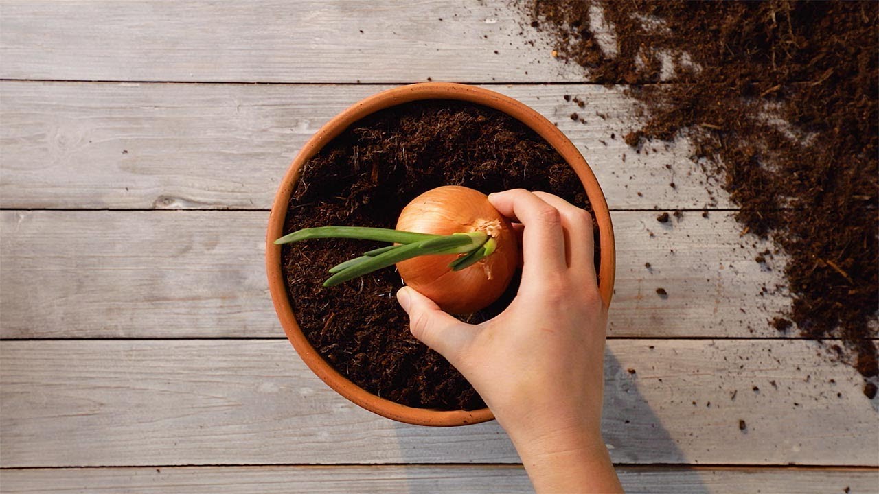 How to Save Money (and the Planet!) by Growing Your Own Fruits & Vegetables
