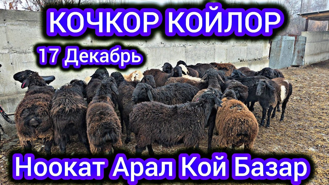 КОЧКОР КОЙ КОЗУЛАР НООКАТ АРАЛ КОЙ БАЗАР👍 17 ДЕКАБРЬ #байкж 
