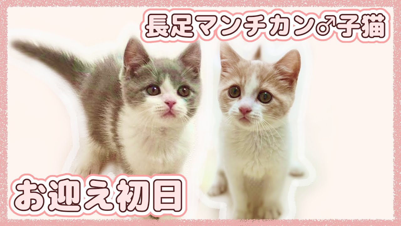 【長足マンチカン２匹】お迎え初日【生後約２ヶ月】
