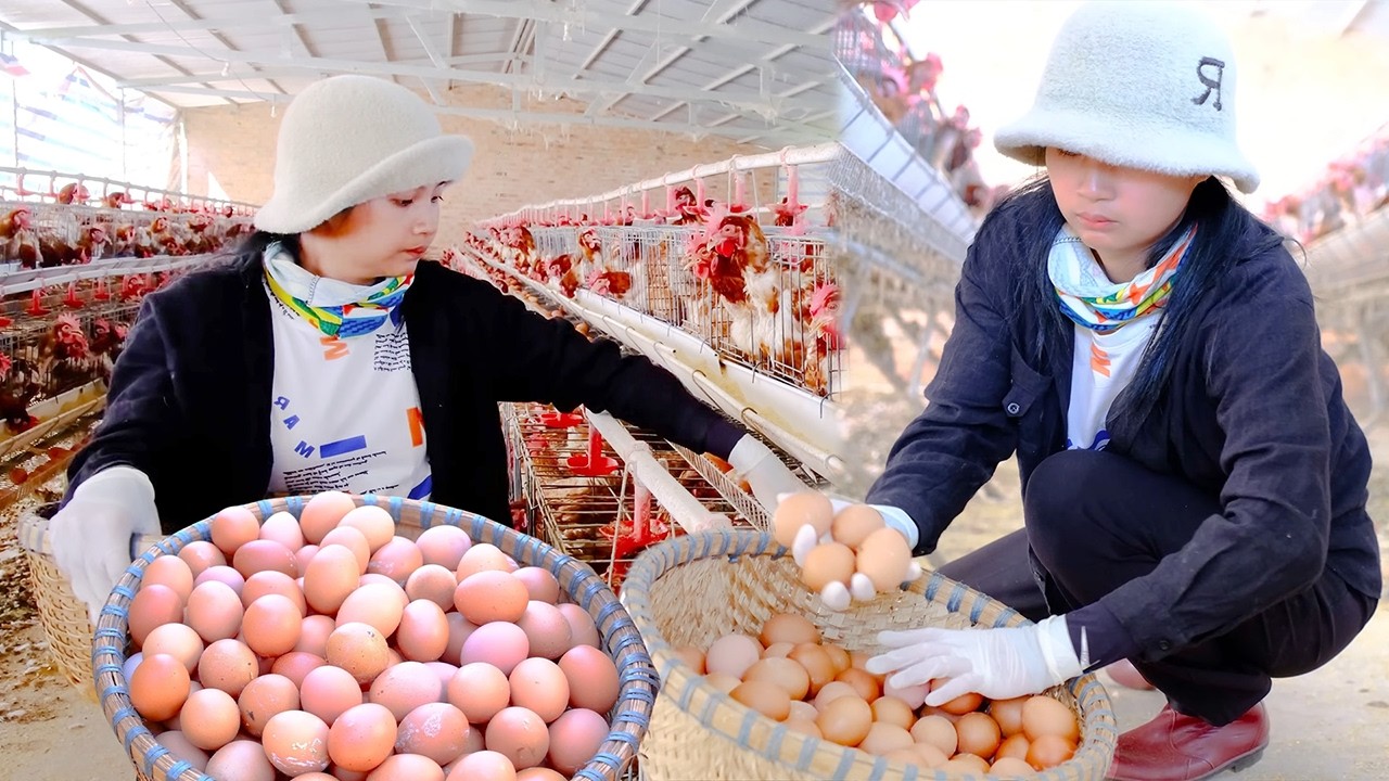 Harvesting Fresh Chicken Eggs | Farm Harvest to Market Selling & Homemade Egg Soup Cooking