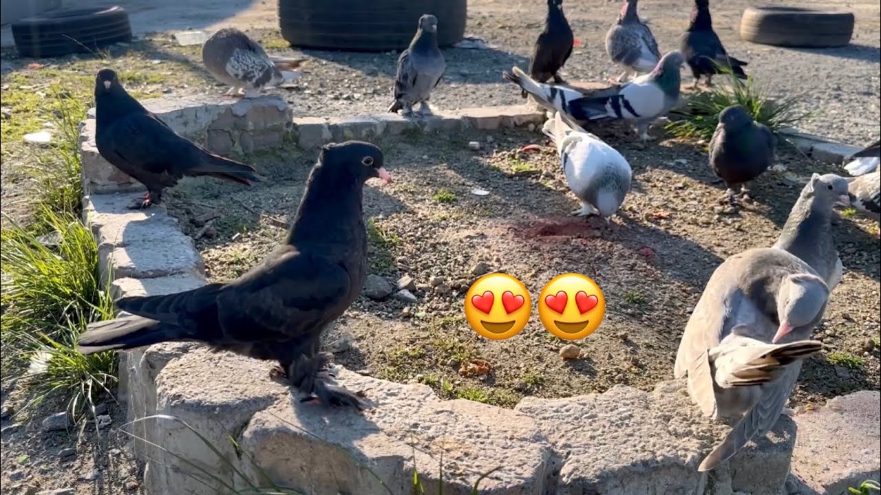 YAVRULAR İLK DEFA GÜN YÜZÜNE ÇIKTI - Taklacı güvercin Oyunkuşu