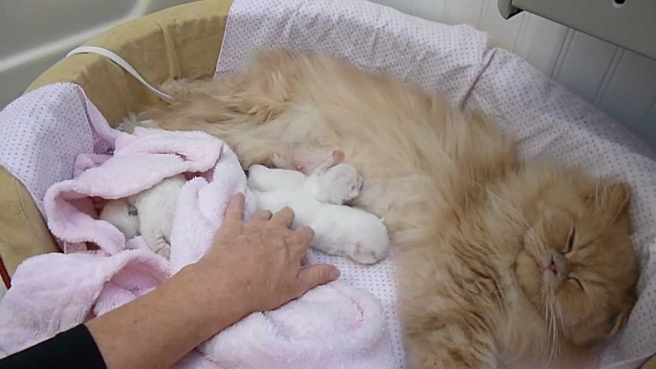 Day 6 Primrose and Willie's Newborn Kittens - Nov 5, 2012 - Victorian Gardens Cattery
