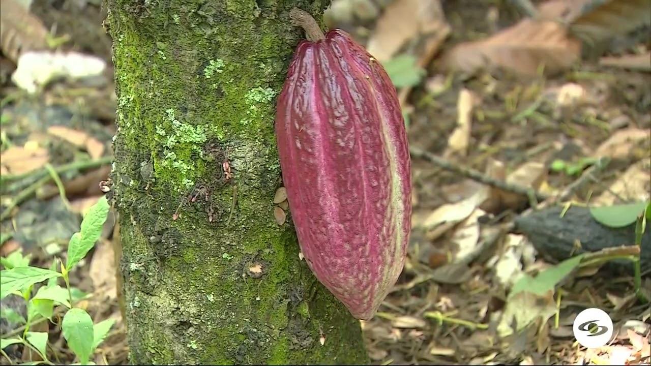Injertos por chupón basal en árboles de cacao- La Finca de Hoy