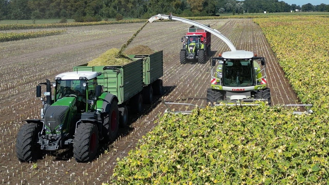 CLAAS JAGUAR 940 beim Sonnenblumen häckseln / CASE-IH MX 170, FENDT 826 & CLAAS AXION 870 / 4K
