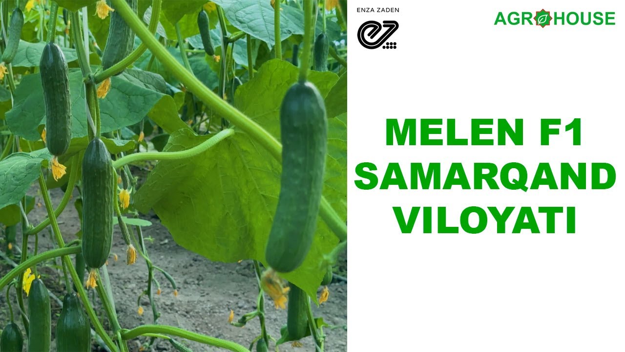 Samarqand Viloyati, MELEN F1 bodring duragayi #bodring #огурец #agrohouse #samarqand