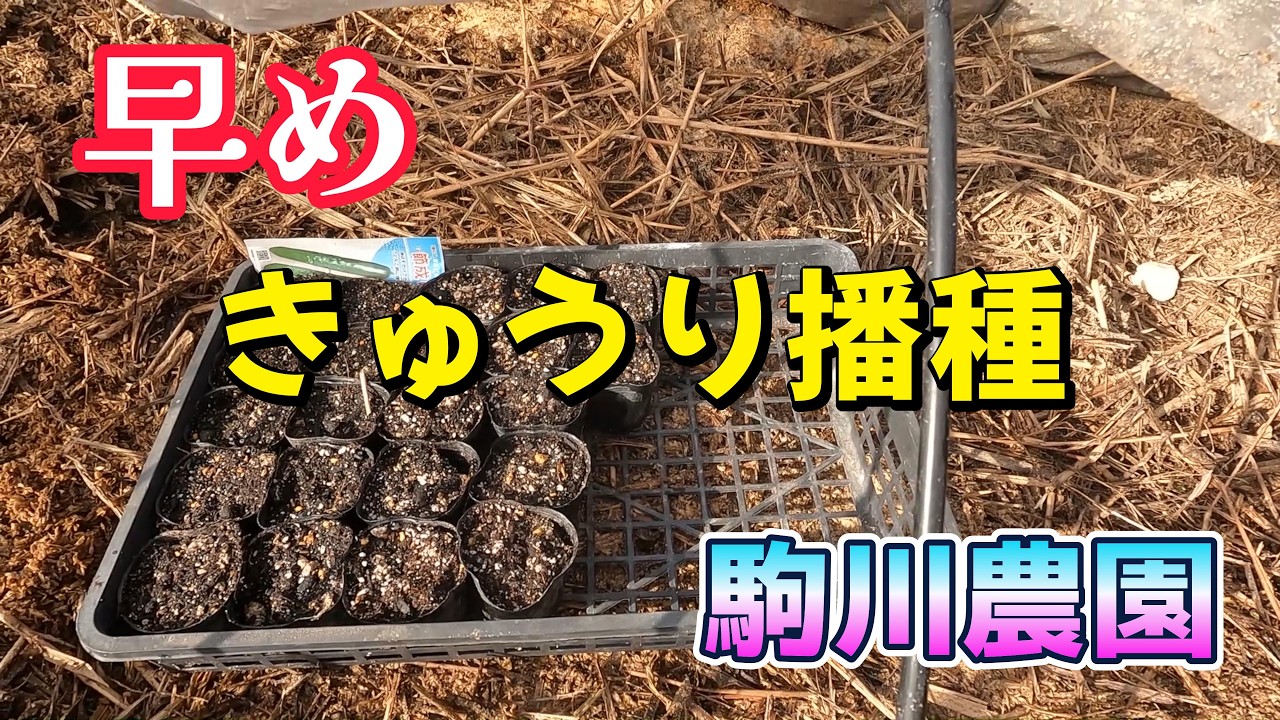 早めのきゅうり播種　きゅうり促成栽培挑戦　駒川農園　26.2.14