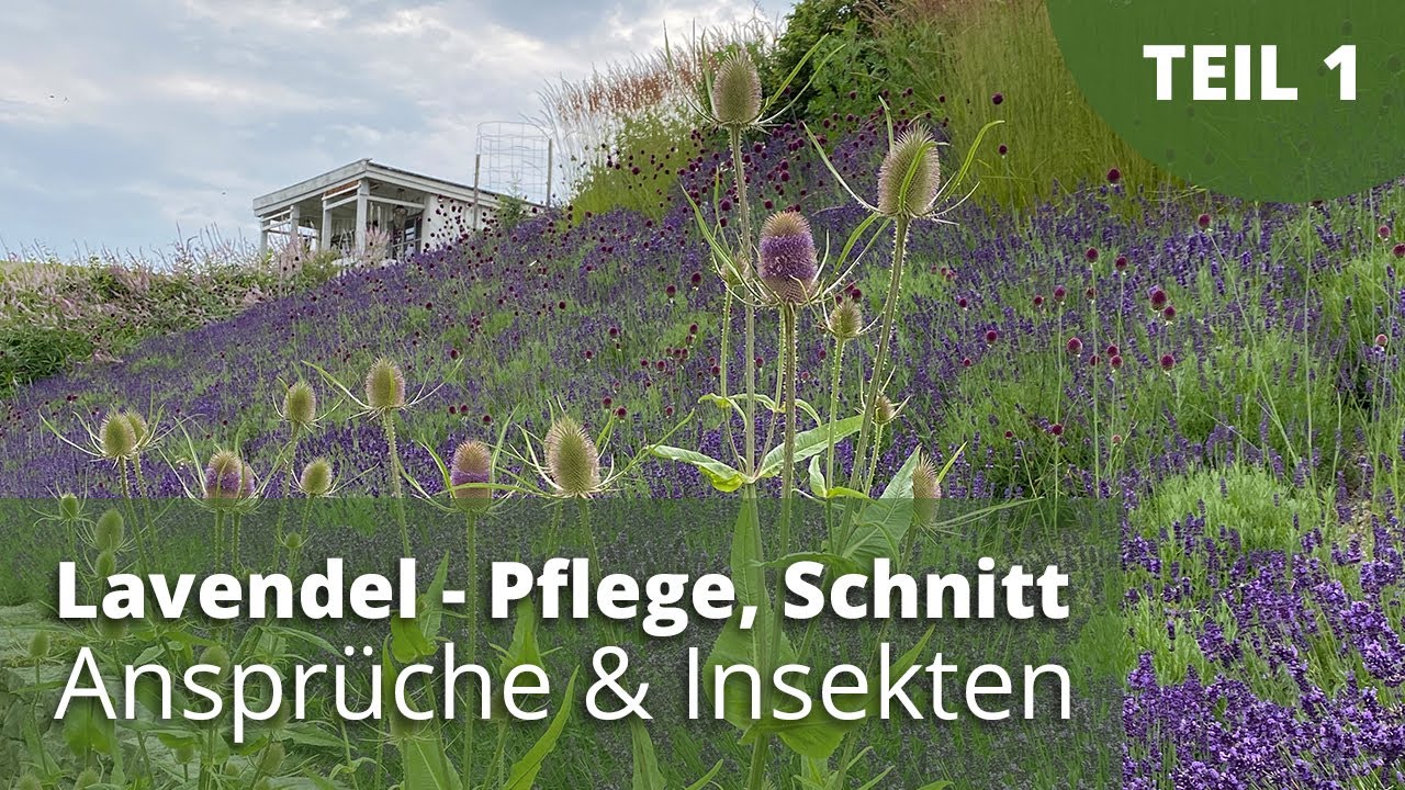Lavendel - Pflege, Schnitt, Ansprüche, Insekten