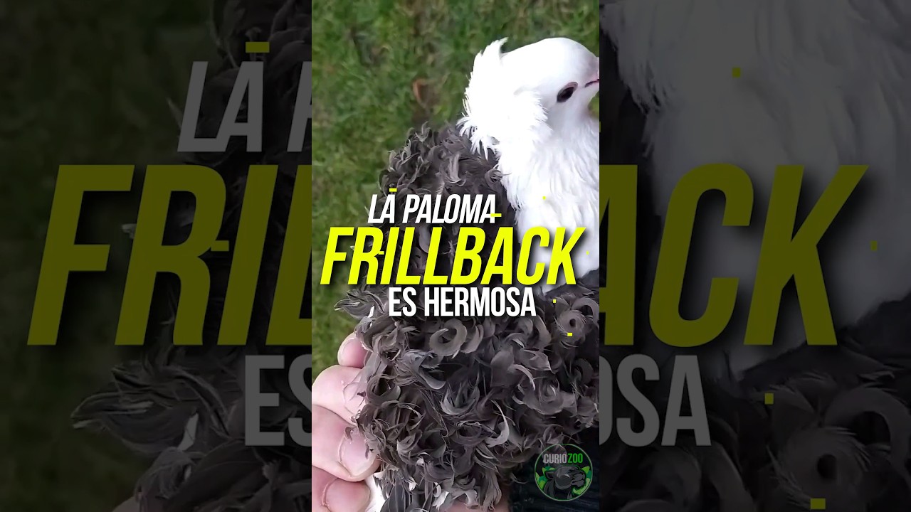Esta PALOMA te ENCANTAR&Aacute; 🐦. #animales #curiosidades #curiozoo #paloma #aves