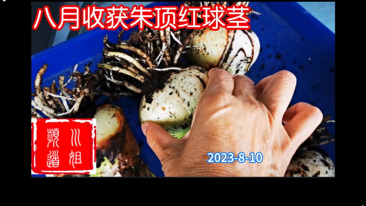 收获朱顶红球茎Getting Amaryllisis  Bulbs #amaryllis #slow life after retirement/23-53/2023-8-11