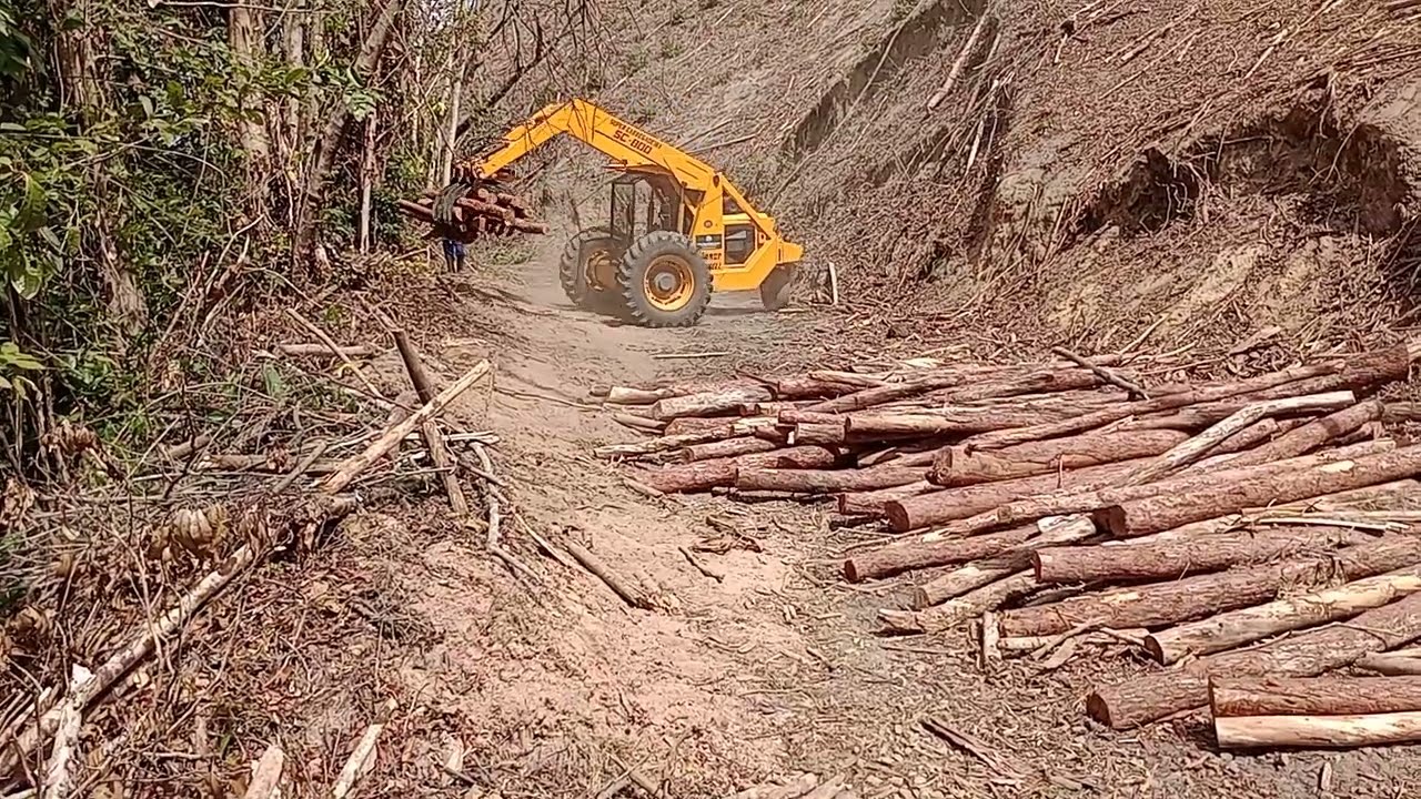 A máquina fazendo manejo arrumando as toras eucalipto
