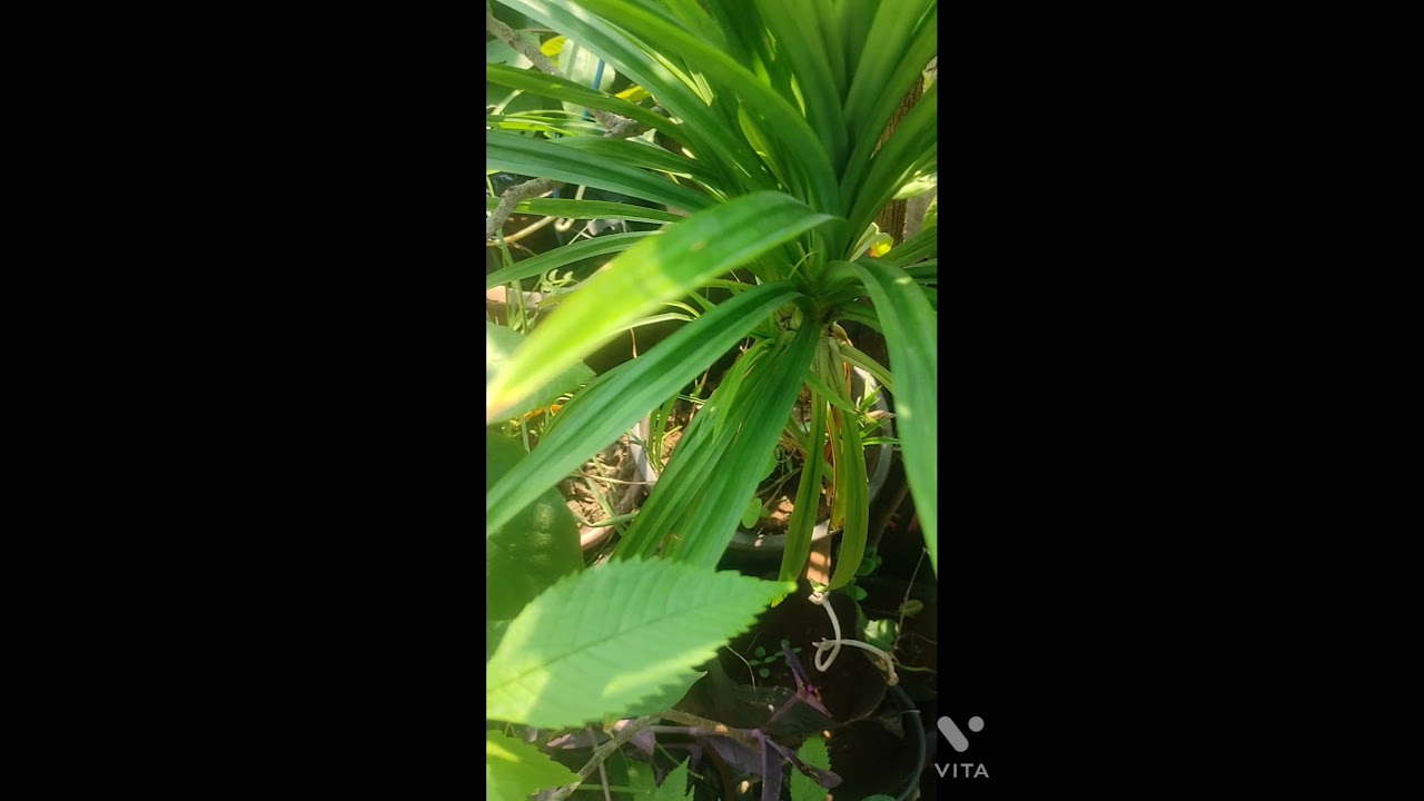 122.Pandanus (Basmati rice) plant tips and care