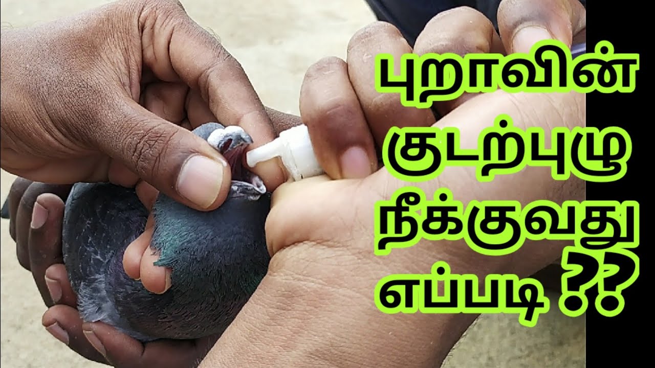 PIGEON DEWORMING | HOW TO DO DEWORMING IN PIGEONS | குடற்புழு நீக்கம் | TAMIL