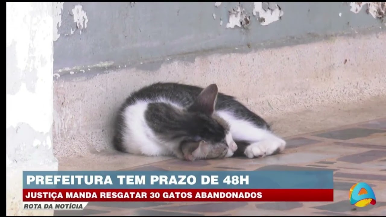 Rota da notícia -Prefeitura precisa cumprir ordem judicial e resgatar 30 gatos abandonados