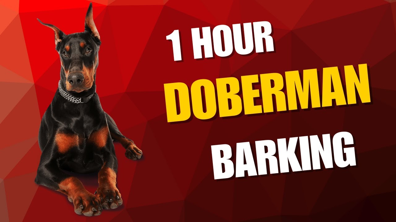 Doberman Barking Noise (1 Hour) | Long Guard Dog Bark Sound Effect