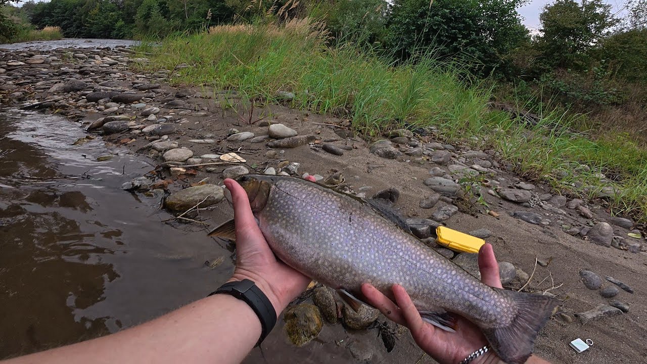 Încă mai avem PĂSTRĂVI MARI pe RÂU! 😲🐟
