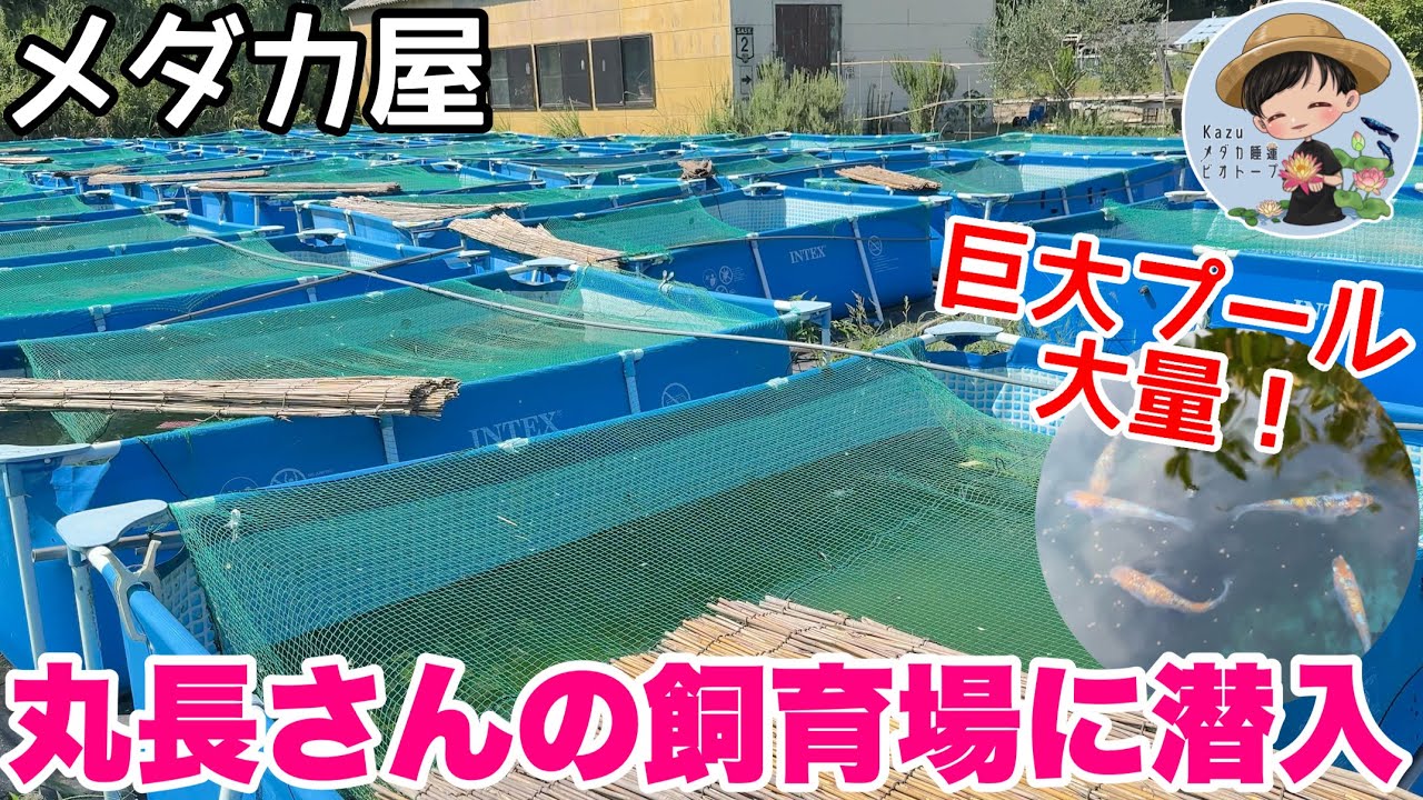 大量の巨大プールに大量のメダカ！丸長さんの飼育場の規模がヤバイ・・NEWメダカを導入！メダカ睡蓮ビオトープ　メダカ屋　丸長