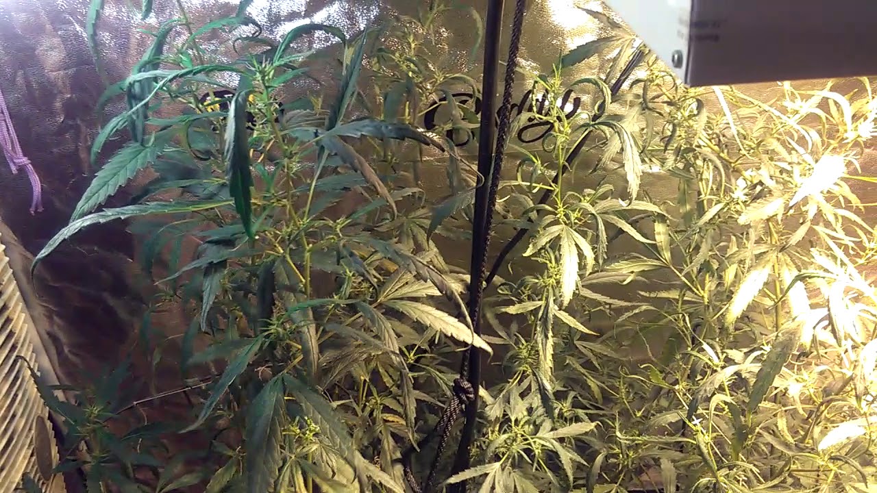 Sativa   strain    in THIS chocolate cheeks215 key lime fusion