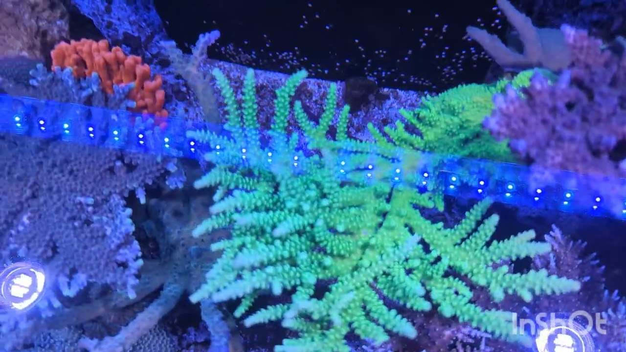 11 Dwarf Angelfish In a Mixed Reef