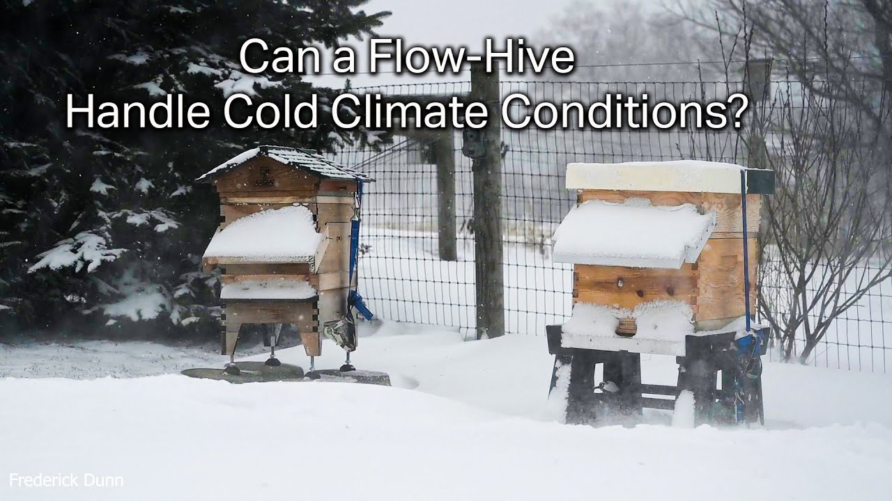 Honey Bees from Sunny to Snowy in 48 hours Will a Flow Hive work in Cold Climates? Northern U.S.