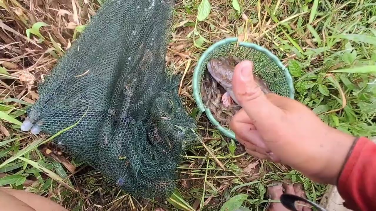 Tangkap udang pake bubu payung dapat babon