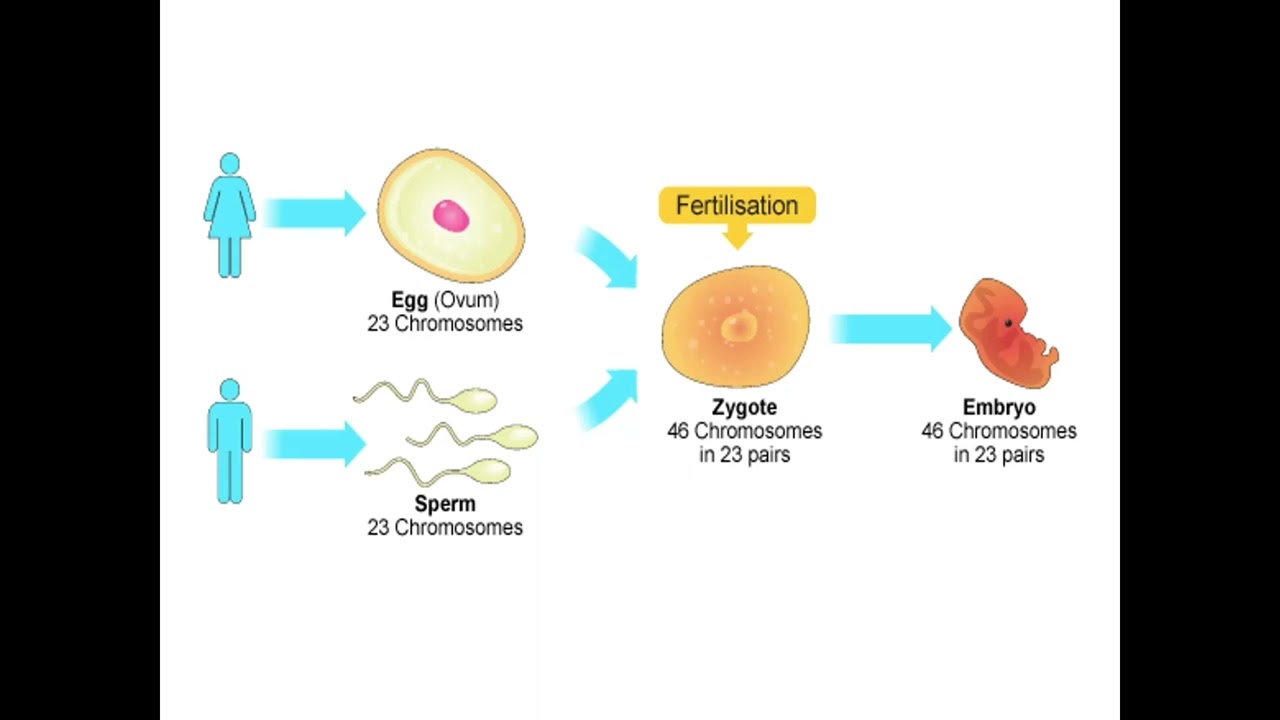 Reproduction in Humans +