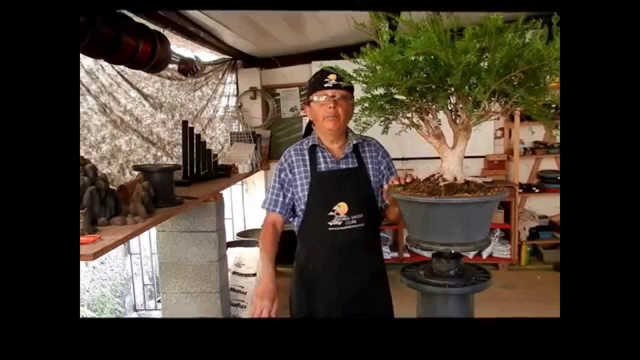 Poda de ramificação - Cambuí  Parte 1