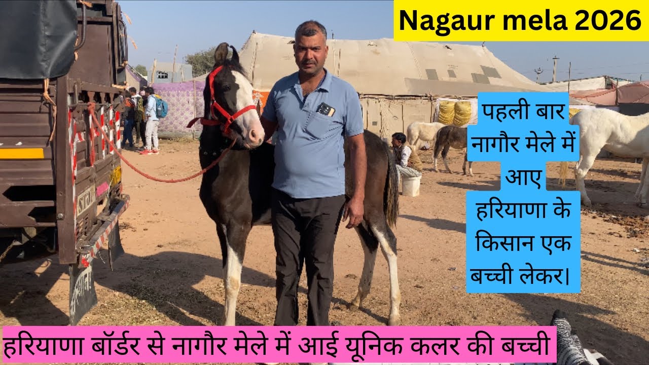 हरियाणा बॉर्डर से किशान पहली बार नागौर मेले लेकर पहुंचे यूनिक कलर की बच्ची। #views #horse #popular 