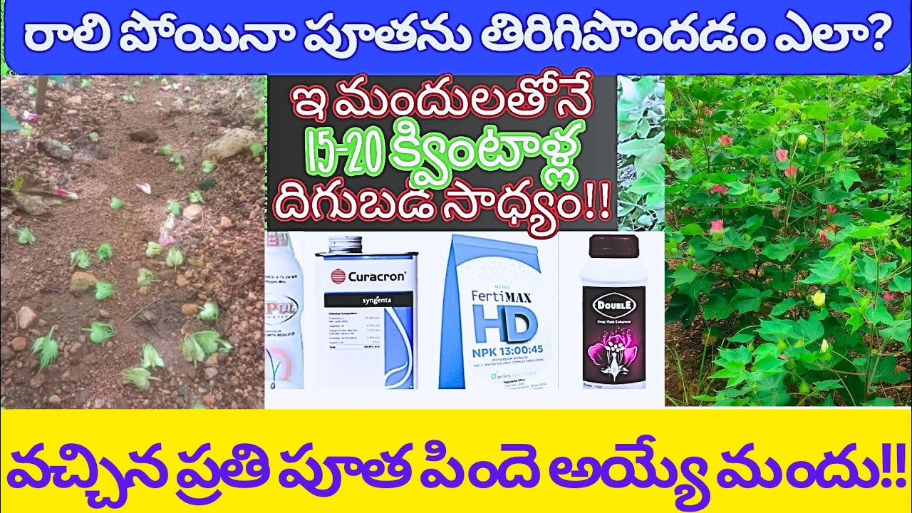 #15-20 క్వింటాళ్ల దిగుబడి#తక్కువ పెట్టుబడి#రాలిపోయిన పూత తిరిగిపొందండం ఎలా??#రైతుకు అదృష్టం
