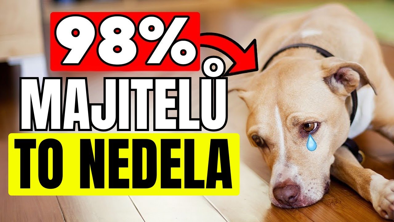TOTO JSOU OBLÍBENÉ VĚCI PSŮ, KTERÉ 98 % MAJITELŮ NEDĚLÁ!