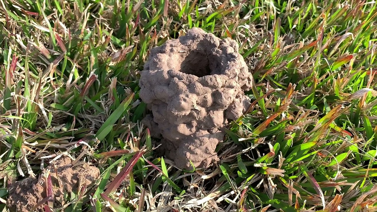 Controlling Crawfish in Home Lawns