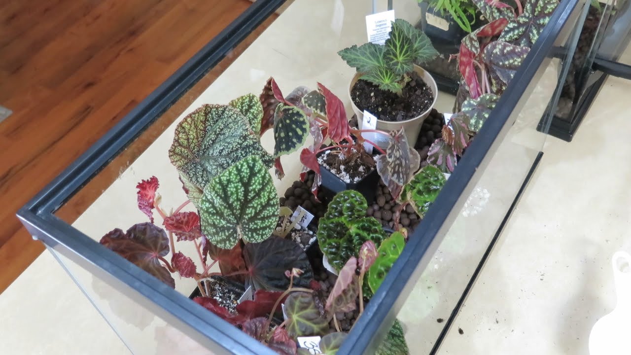 Begonia haul