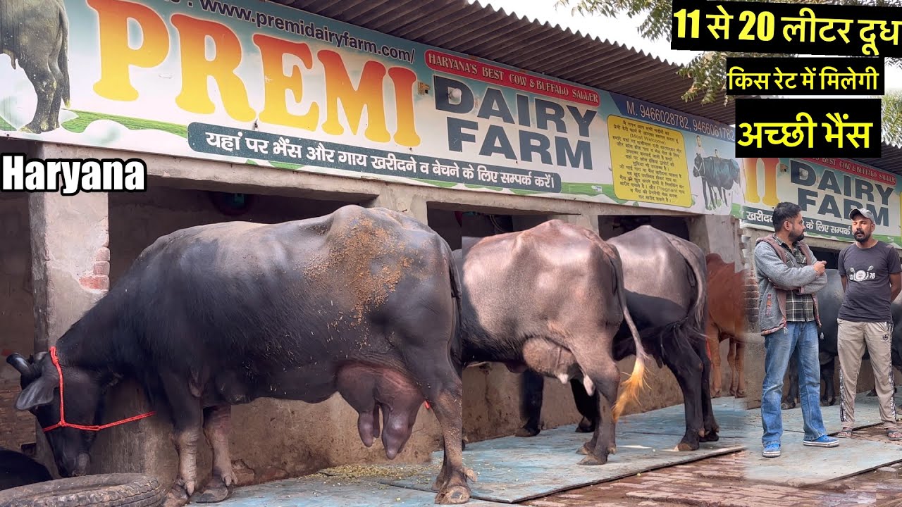 11 से 20 लीटर दूध की भैंस । रेट जानते हैं गगन भाई से । premi dairy farm #buffalo 