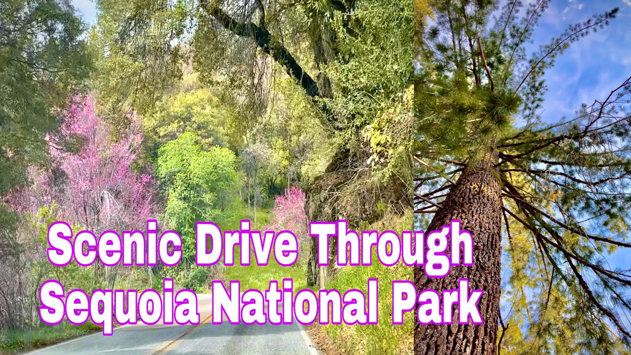 SCENIC DRIVE THROUGH SEQUOIA NATIONAL PARK