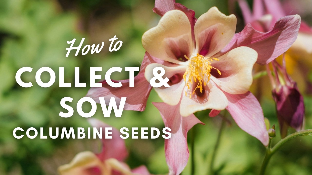How To Collect & Sow Columbine Flower Seeds | Winter Sowing Aquilegia | Perennial Garden