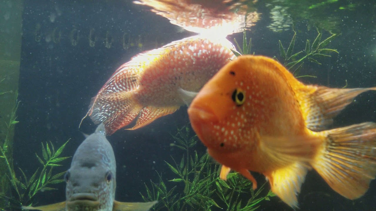 New Fish!! Red Texas Parrots, Show fish, Breeders & Future Masterpiece