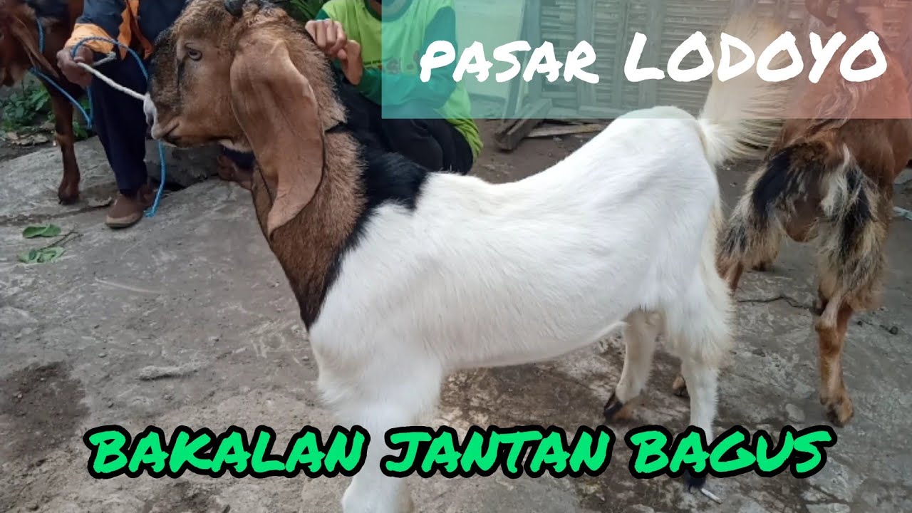Update harga kambing terbaru bakalan jantan ganteng