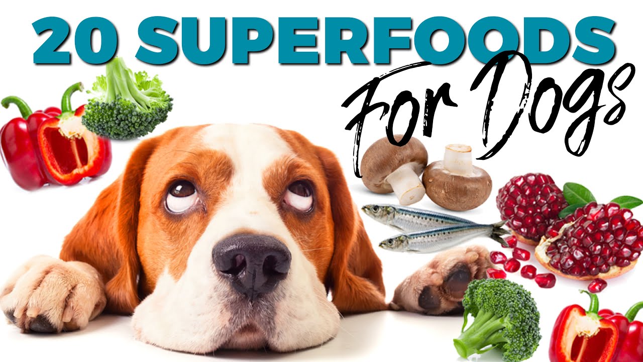 20 Superfoods For Dogs