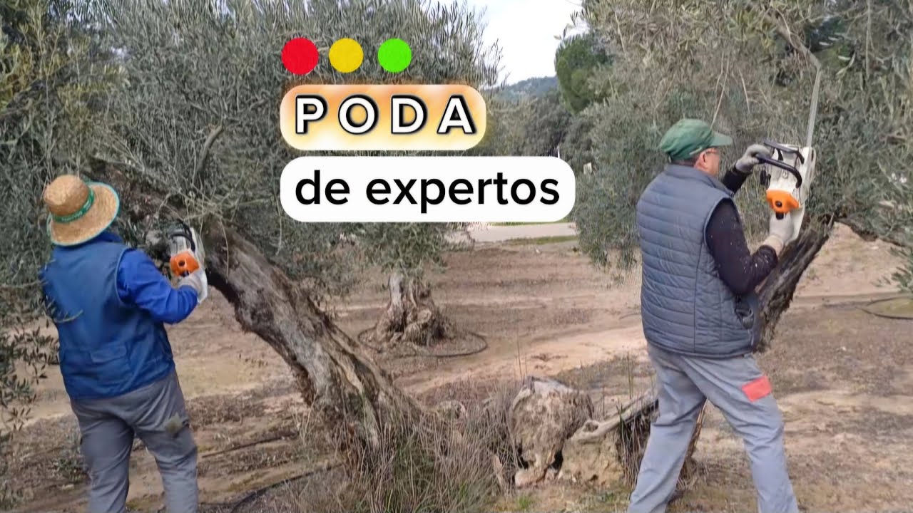 ⚡🎯 Motosierras en Acción: El Secreto de la Poda Profesional