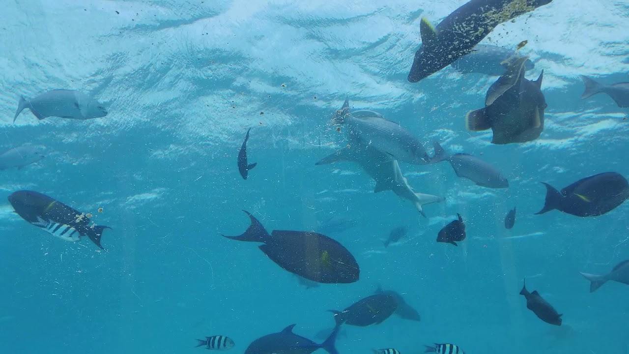 Conrad Maldives - Ithaa Under Sea Restaurant