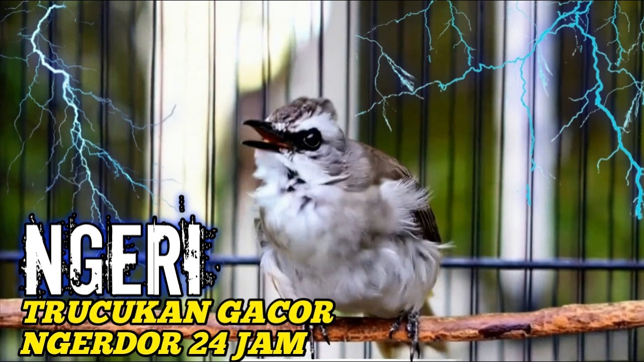 MASTERAN TRUCUKAN GACOR PALING AMPUH NONSTOP 24 JAM