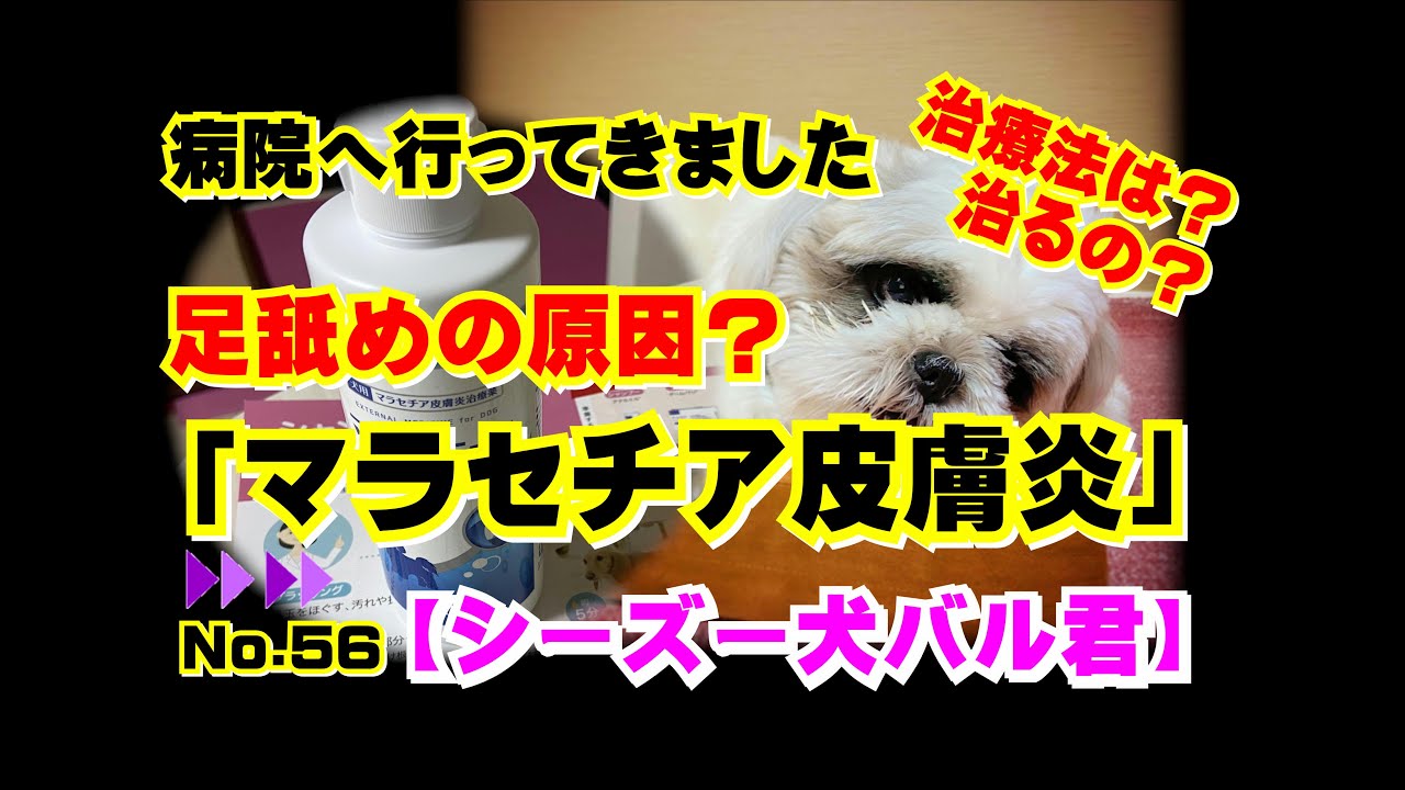 （足舐めで病院へ）マラセチア皮膚炎って？治療法は？