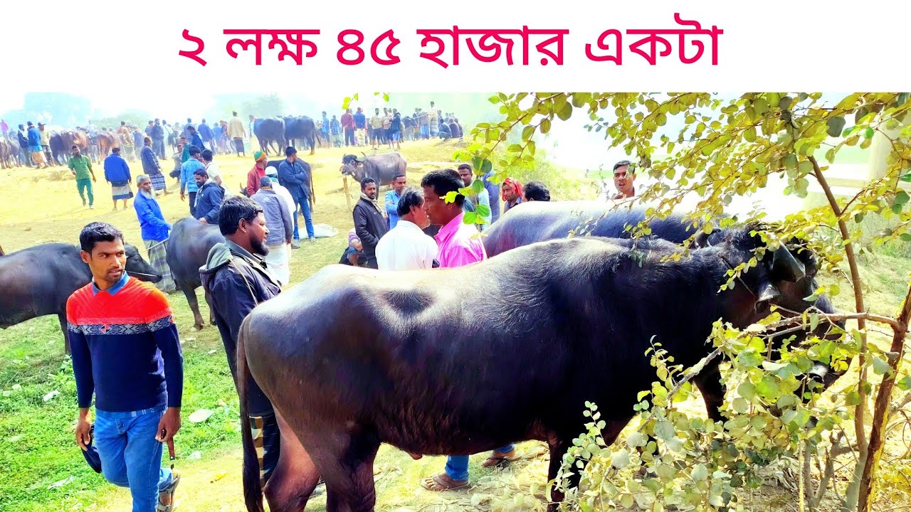 ২ লক্ষ ৪৫ হাজার একটা || বিশাল বিশাল মহিষ বিক্রি হয়েছে || buffalo market in Bangladesh 