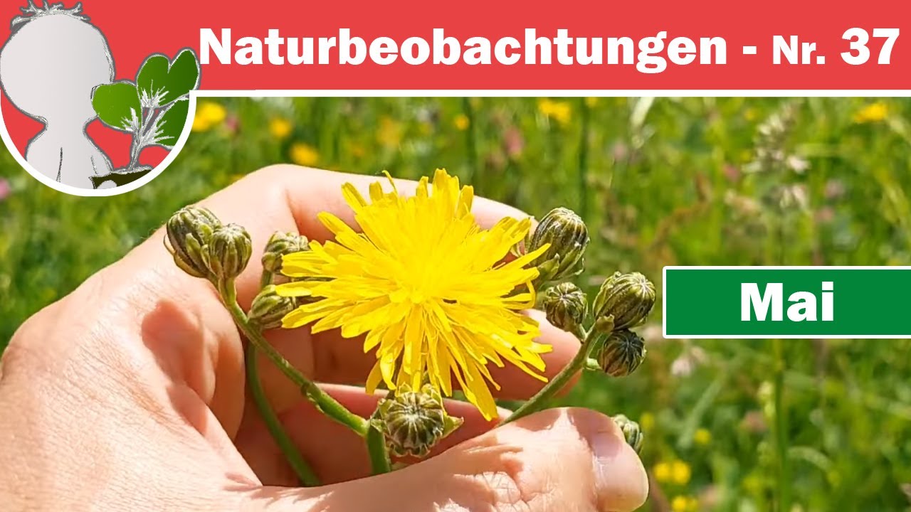Naturbeobachtungen 37 - Wiesen-Typen (Fettwiesen/Magerwiesen) und ein kleiner Entwicklungsbericht