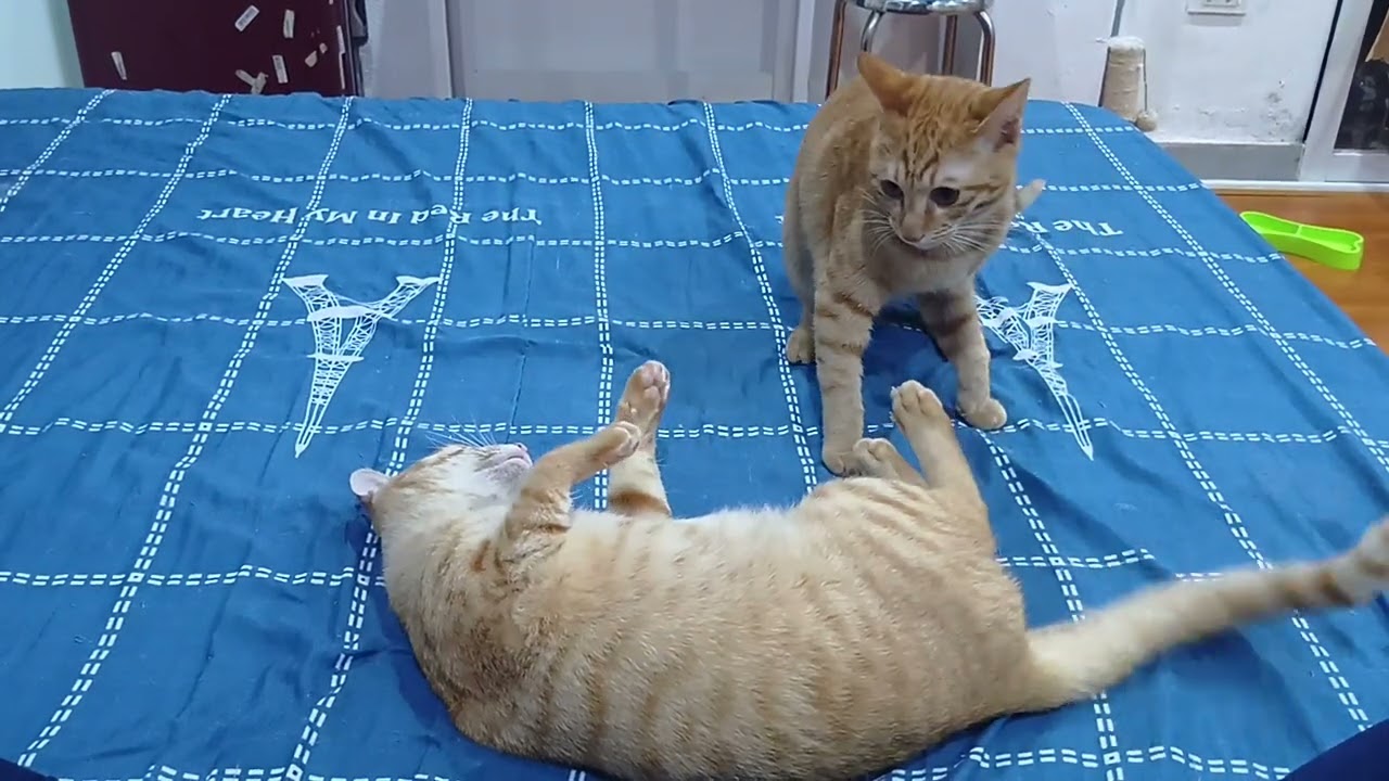 There's just a cat.    #cat #cats #cute #kitten 