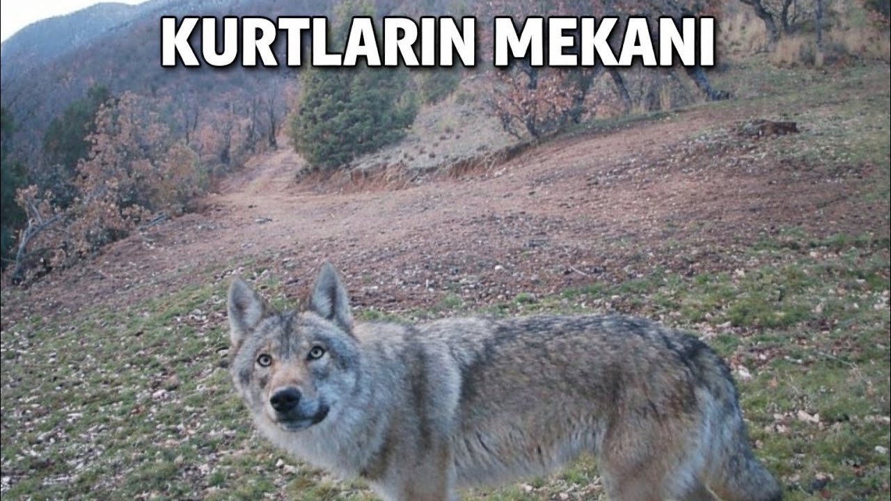 KURTLARIN BÖLGESİ !  GECE GÜNDÜZ SÜREKLİ KURT GELİYOR ! FOTOKAPAN KONTROLÜ