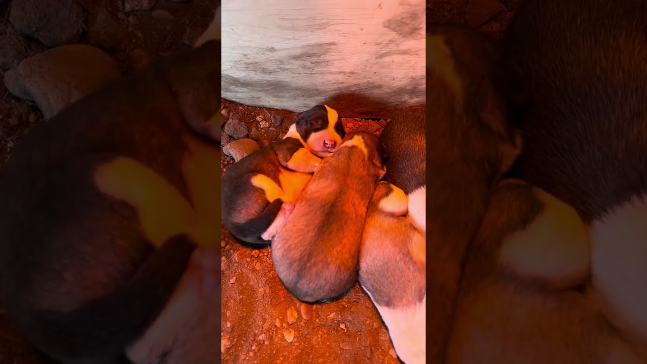 Newborn puppies cuddling